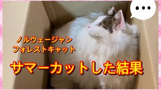 【サマーカット】ノルウェージャンフォレストキャット