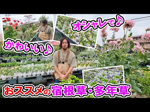 【おススメ宿根草】今の時期におススメの植物たちをご紹介します♪【おススメ多年草」