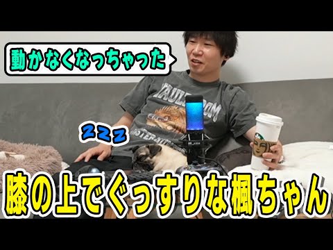 ドンさんにべったりくっつきながらぐっすり眠る楓ちゃん【三人称/ドンピシャ/ぺちゃんこ/鉄塔/三人称雑談/切り抜き】