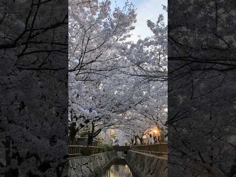 【観光地】香川県の桜並木