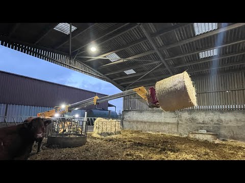 Cow bedding machine round bale straw unwinder #cow #jcb