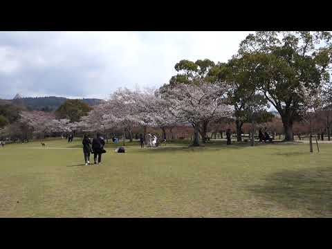 奈良公園賞櫻2