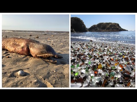 Top 10 Strangest Things Washed Up On Beaches