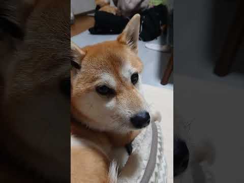 Dog gets jealous when sister pet the toy