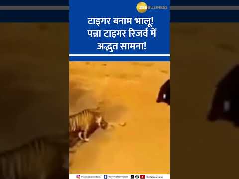 Tiger vs. Bear at Panna Tiger Reserve!