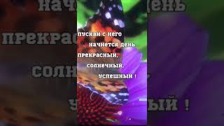 Доброе утро любимый!🌺🌺🌺