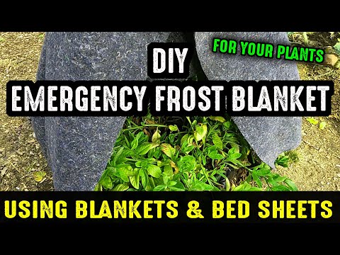 A Quick Emergency Frost Blanket For Your Plants Using Blankets & Bed Sheets You Already Have On Hand