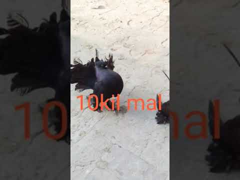 #bird #pigeon #saleupdate  subscribe chanal