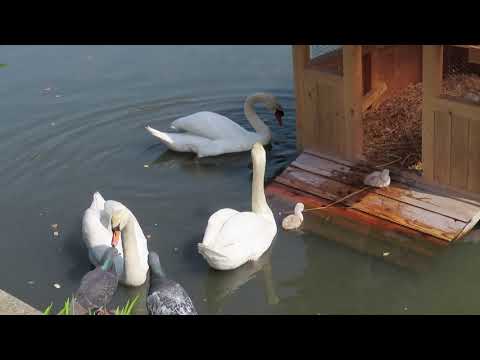 【白鳥の雛が２羽生まれたよ①】✨福山市どんどん池🎉