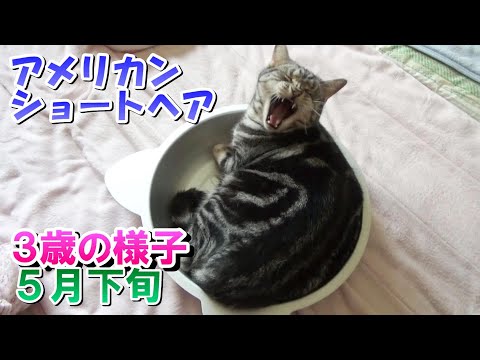 猫鍋出した５月下旬　３歳の様子（アメリカンショートヘア）