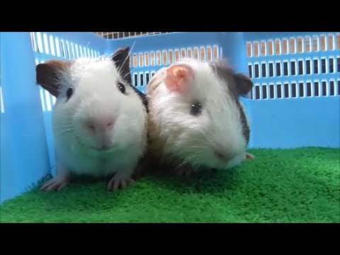 癒される「ふれあい動物園」大人気かわいいモルモット2016 7 12