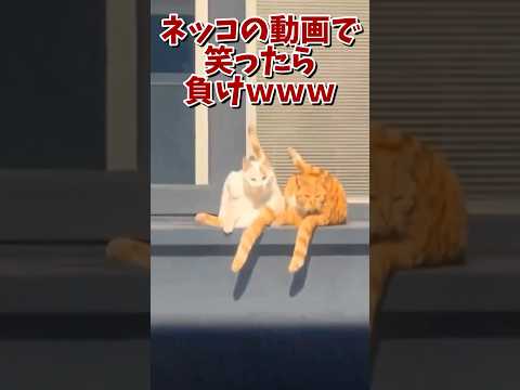 ネッコの動画で笑ったら負けｗｗｗ　#2ch #2chまとめ 動物スレ #2ch面白いスレ #動物 #犬 #猫 #癒やし #ねこ動画