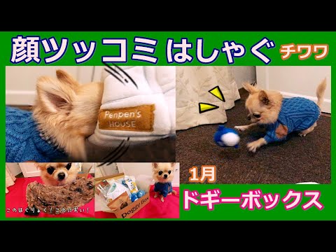 氷のおうちに🐧顔を突っ込み🐶はしゃぐチワワ💦可愛い1月のドギーボックス紹介🎁犬用🐾Cute January Doggy Box💝