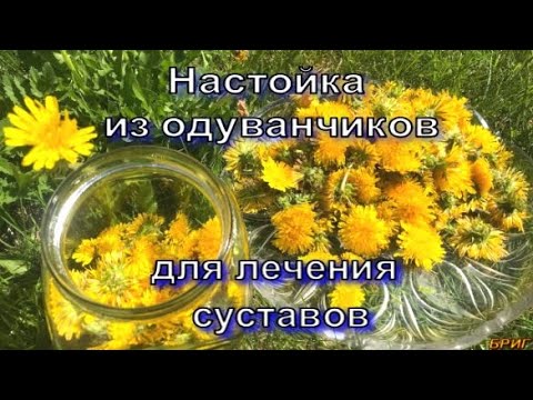 Настойка из одуванчиков для лечения суставов. Рецепт приготовления.