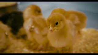 Purina Start and Grow for Chickens