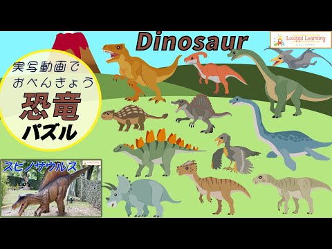 [ Japanese ]Dinosaur puzzles & live-action videos 12 types 1 Flashcard videos Let's learn dinosaurs