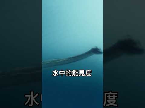 英國考古學家發現了深海巨獸蛇頸龍化石!尼斯湖水怪真的存在過？ | 吳聊のufo筆記