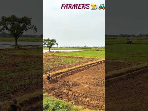 DHAAN #trendingshorts #farminglife #viralshort #farmerslife #famers #youtubeshorts #shorts