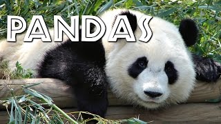 All About Pandas for Kids - FreeSchool