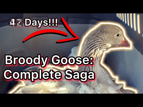 My Broody Goose: Complete Saga | Parts 1-6.