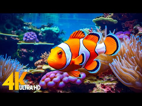 Aquarium 4K VIDEO (ULTRA HD) 🐠 Beautiful Coral Reef Fish - Relaxing Sleep Meditation Music #55