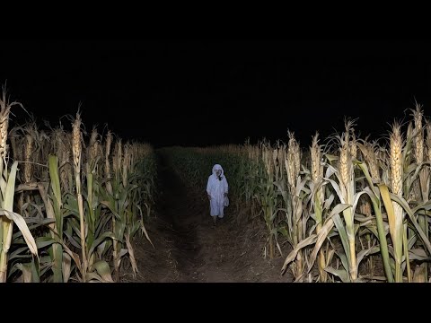 3 Creepy TRUE Cornfield Horror Stories (V2)