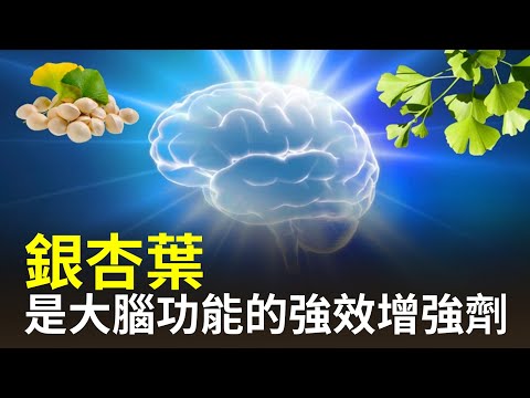 銀杏因其增進大腦血液循環、提升記憶和認知功能而聞名【健康生活新知識】|2024年6月4日|#綠色東方