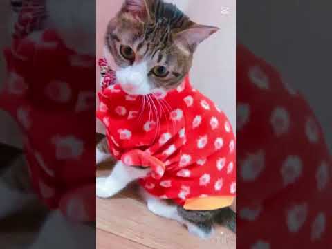 家にはこんなのがいます🐱#猫 #cat #猫動画