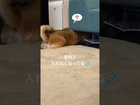 柴犬「そろそろ散歩なので隠れておくか」→「なんだと!?」