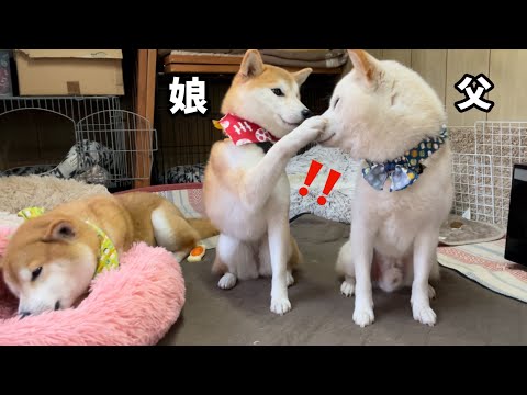 父柴犬を見ると娘柴犬はいつもこうなります(笑)