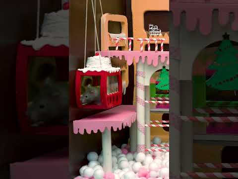 Adorable Hamster Maze Video!