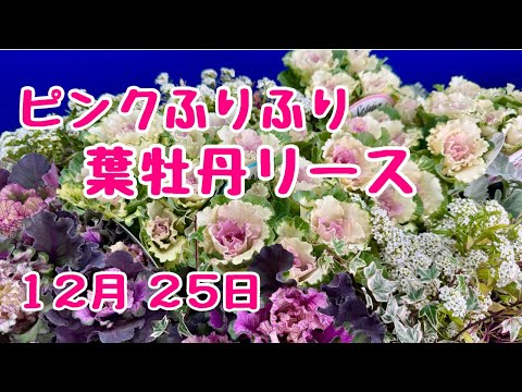 ピンクふりふり  #葉牡丹 #リース #ギャザリング #プランツギャザリング #寄せ植え　　2024年12月25日