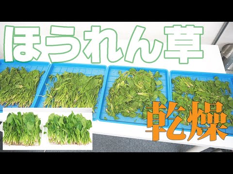 【乾燥比較】ほうれん草を乾燥（プチミニⅡ）