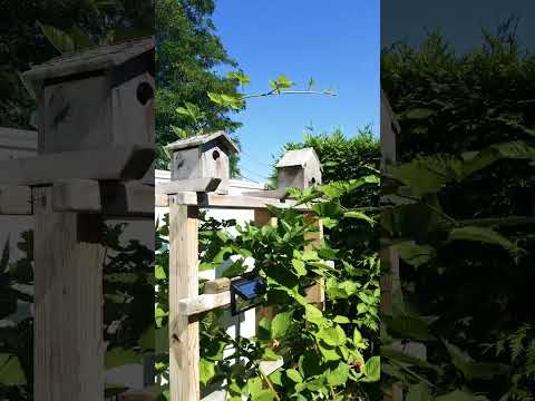 berrylicious #berries #garden #trellis #shorts