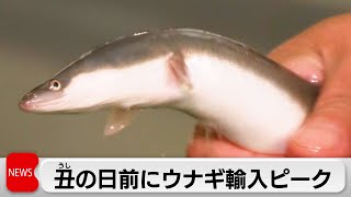 土用丑の日前にウナギ輸入ピーク　去年より3割高