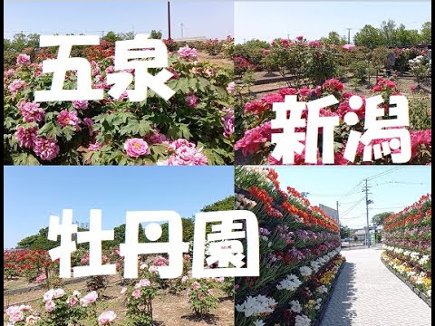 【五泉】牡丹園【新潟】