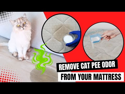 How to Get Cat Urine Out of A Mattress (In Just 5 Minutes)