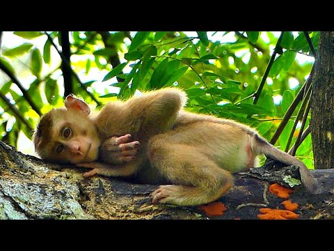 Newly..// Really Pity Tiny Monkey LEO is upset with his Mum, LEO climbing up a tree to sleep alone.