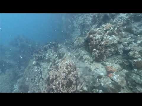 ニホンアワサンゴ大量死2024.9.24山口県周防大島町「ニホンアワサンゴ群落」