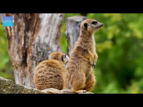 Quiet Music For Kids In The Classroom - Meerkats - Relaxing music for classroom work