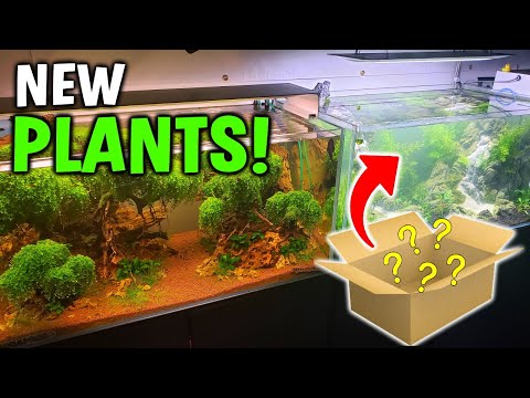 BIG Aquarium Plant Unboxing | Waterfall Tank Aquascape Planting!