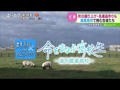 命をまなぶ高校生〜“羊と共に学ぶ”最北の農業高校【どさんこワイド179】2024.11.12放送