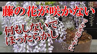 【フジ盆栽】藤の花が咲かない対処方法、何もしないでほったらかしHow to deal with the wisteria is not bloom, neglect not do anything