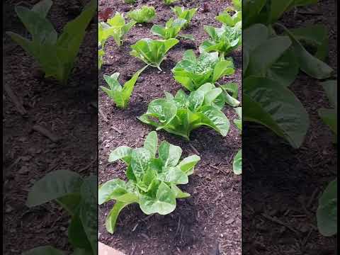 Garden fun. 种菜的快乐 #vegetables #growvegetables #garden #lettuce #生菜 #蔬菜 #种菜 #花园