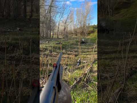 Wyoming Gobbler at 8 yards #turkey #turkeyhunting #gobbler #wyoming #merriam