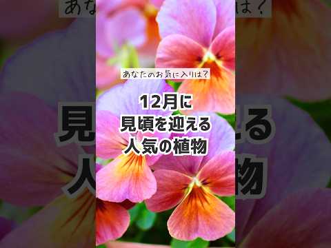 12月に見頃を迎える花 #冬の花 #12月の花 #Shorts #ガーデニング