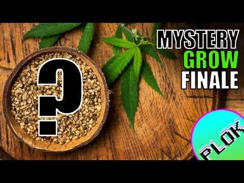 44 Week Cannabis Harvest- Was it Worth it? | Mystery Seed Indoor/Outdoor Grow Finale