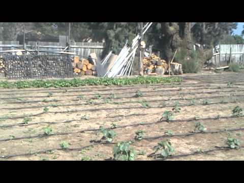 Tomates en Mira loma 1