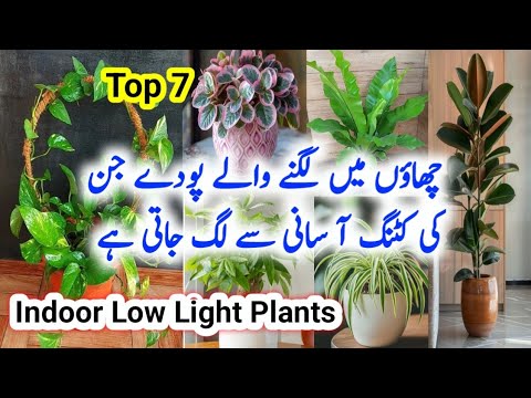 Best Indoor low light  Plants/Shade loving Indoor plants/Permanent indoor plants/Top 7 indoor plants