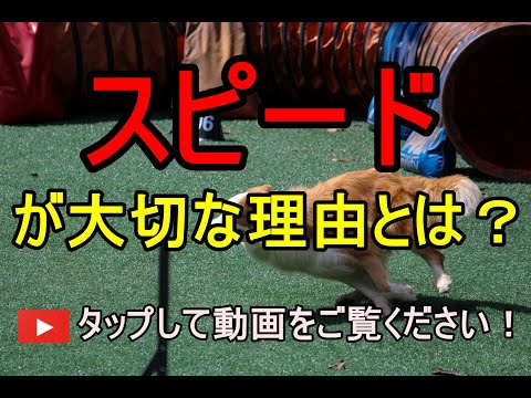 海外投資 アドバイザー 仕事ができる人 スピード